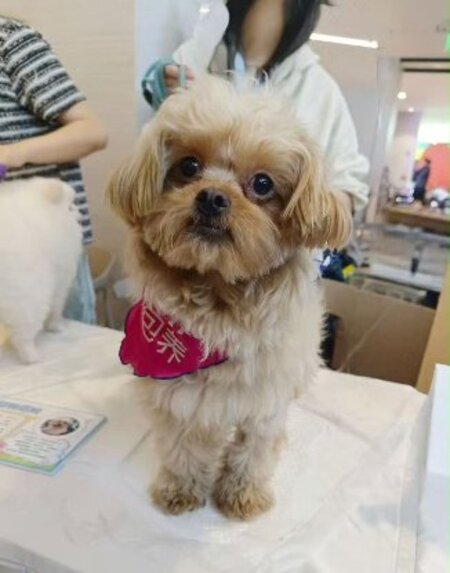 Adopter Doudou de Chine!