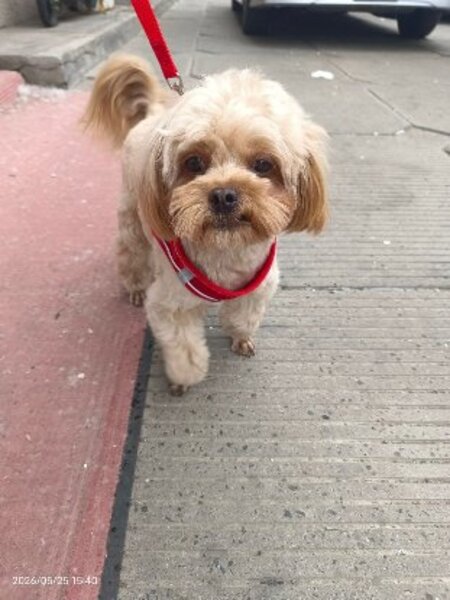 Adopter Doudou de Chine!