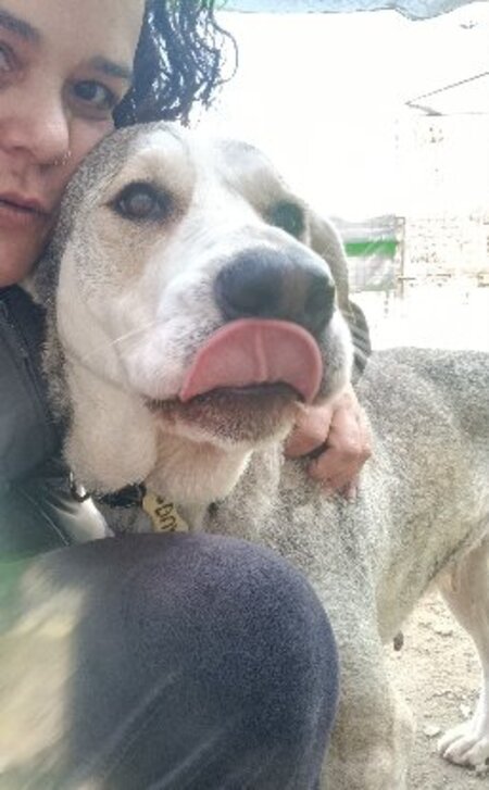 Adopter Dua