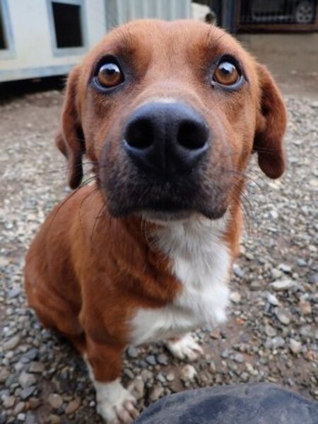 Adopter Duphy
