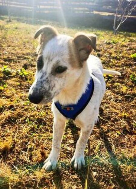 Adopter Dylan