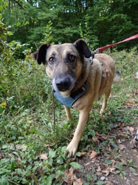 Adopter Earley