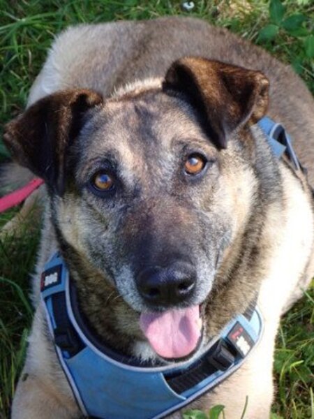 Adopter Earley