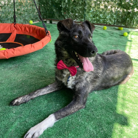 Adopter Ebene