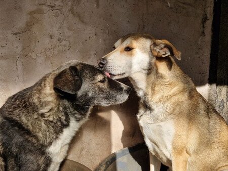 Adopter Ecko