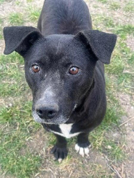 Adopter Eclips