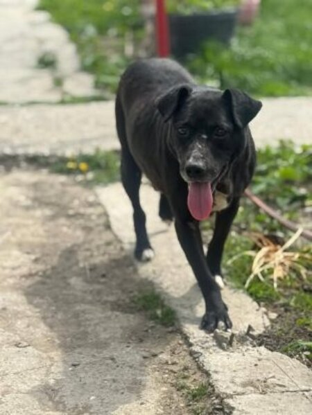 Adopter Eclips