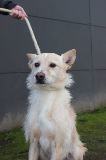 Adopter Edison