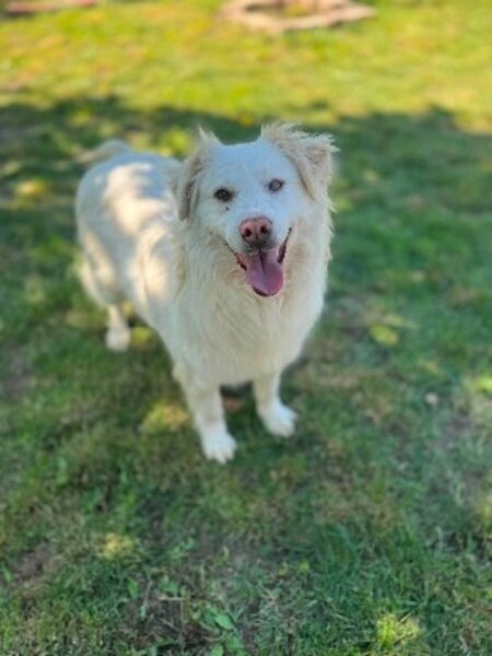 Adopter Eira