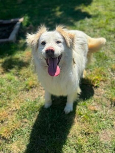 Adopter Eira