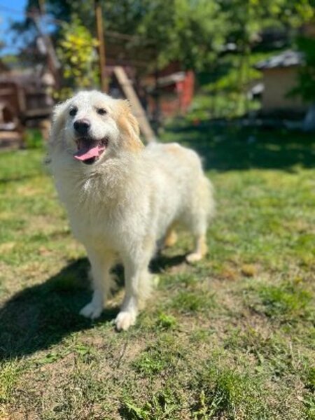 Adopter Eléa