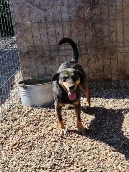 Adopter Elio