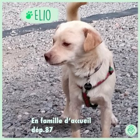 Adopter Elio