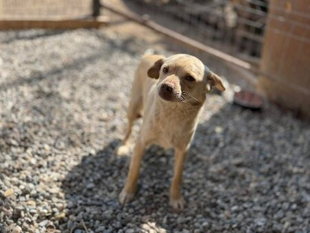 Adopter Elio