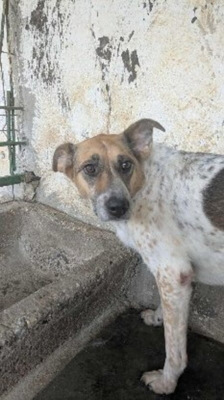 Adopter Ella