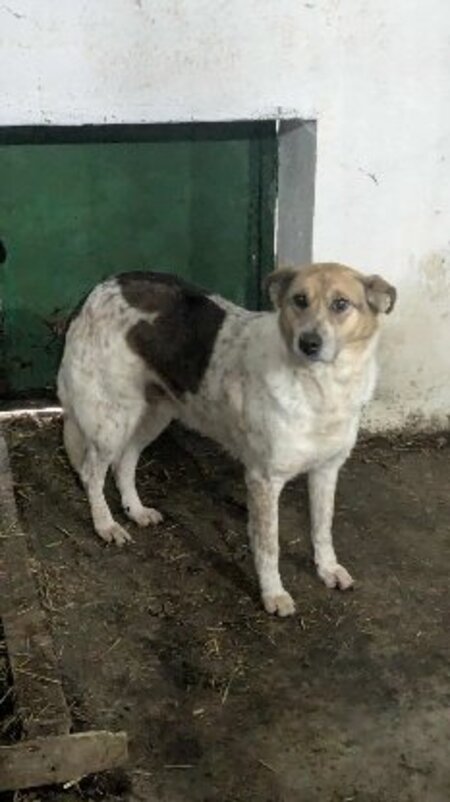 Adopter Ella