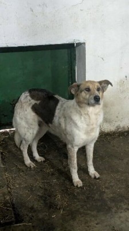 Adopter Ella