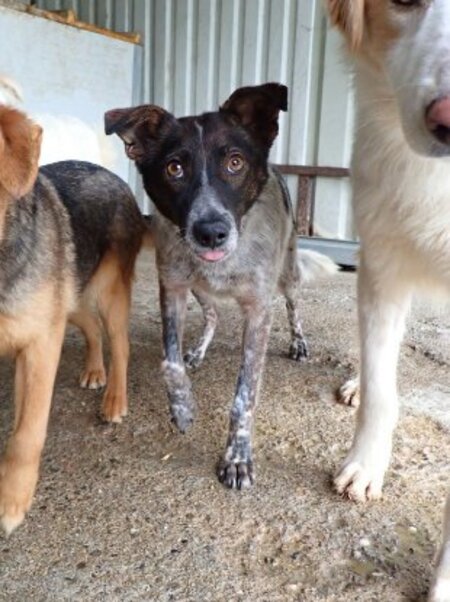 Adopter Ellie