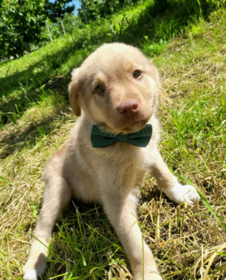 Adopter Elmo