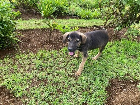 Adopter Elpis