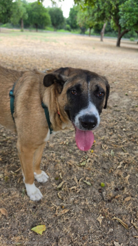 Adopter Elsa