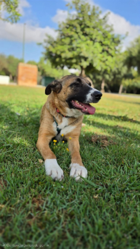 Adopter Elsa