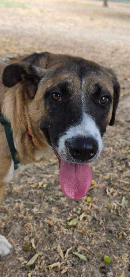 Adopter Elsa