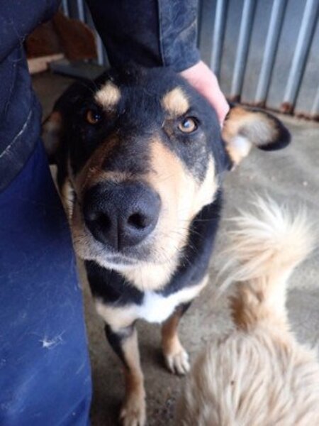 Adopter Elton