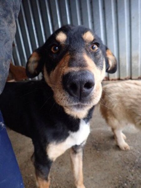 Adopter Elton
