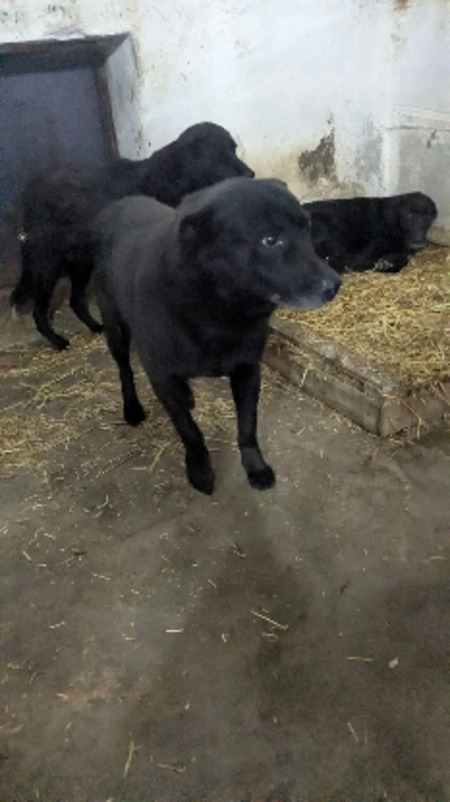 Adopter Emile