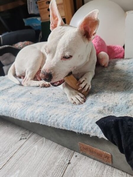 Adopter Emma