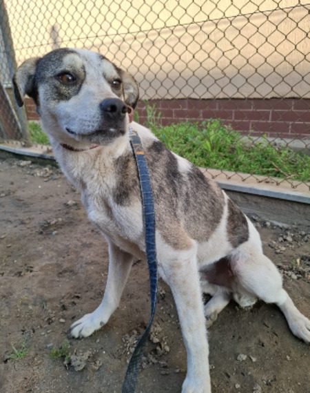 Adopter Emmy