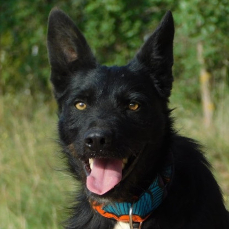 Adopter Eneko