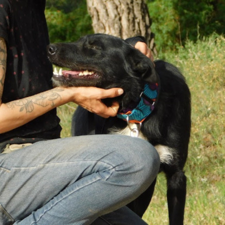 Adopter Eneko