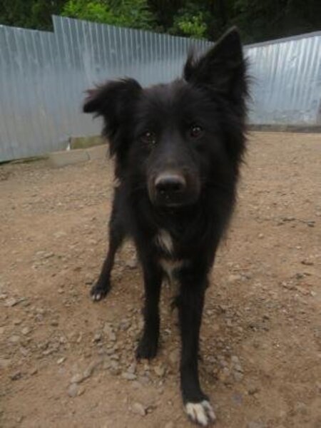 Adopter Eowyn