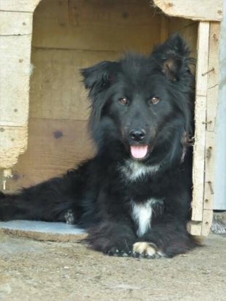 Adopter Eowyn