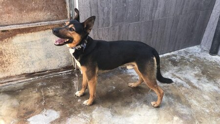 Adopter Eren