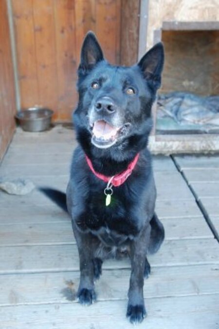 Adopter Ergot
