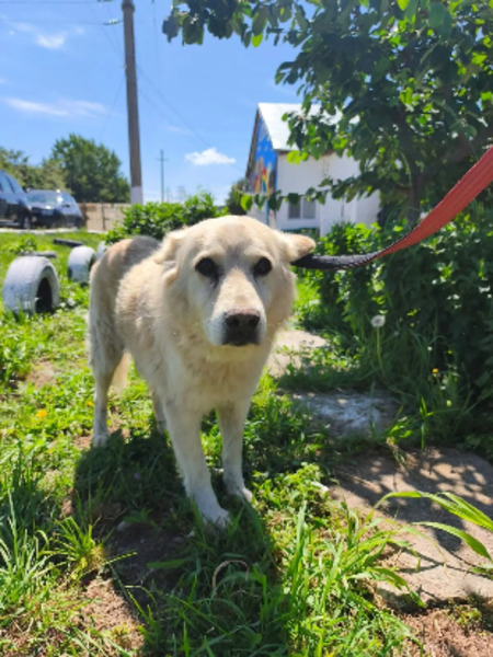 Adopter Ernest