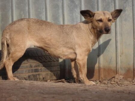Adopter Ernestine