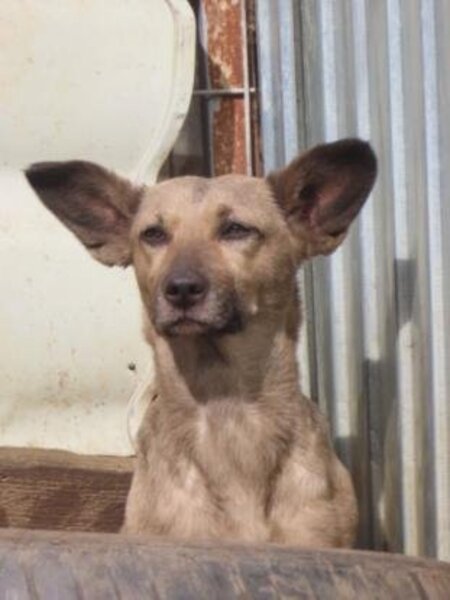Adopter Ernestine