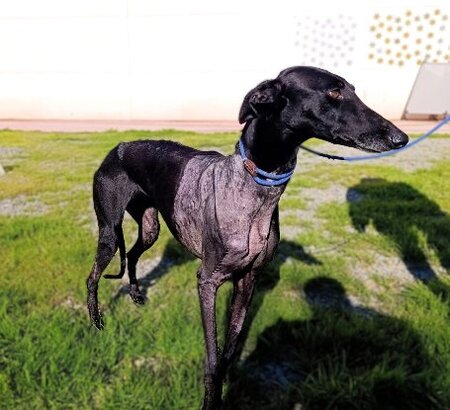 Adopter Erra
