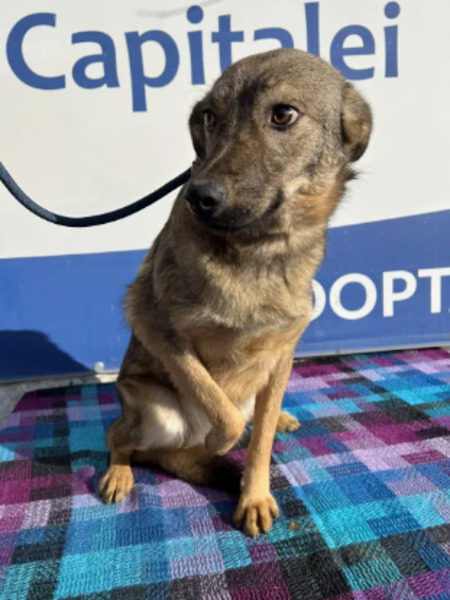 Adopter Esmée