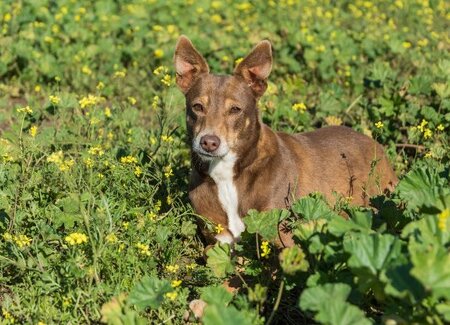 Adopter Estrella