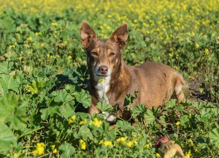 Adopter Estrella