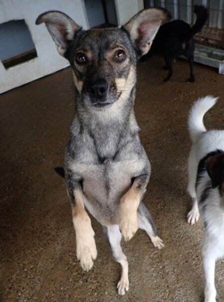 Adopter Eucalyptus