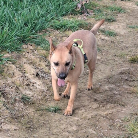 Adopter Eve