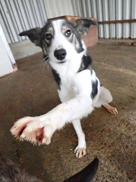 Adopter Ezra