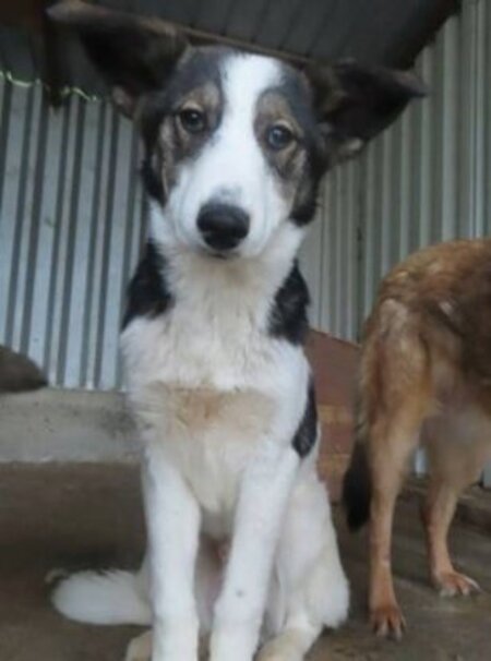 Adopter Ezra