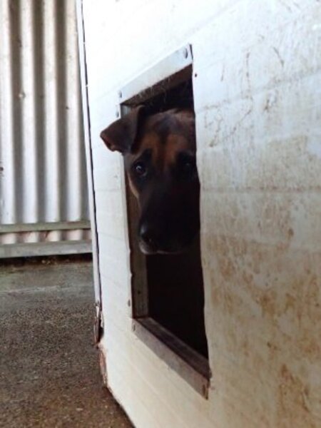 Adopter Failla